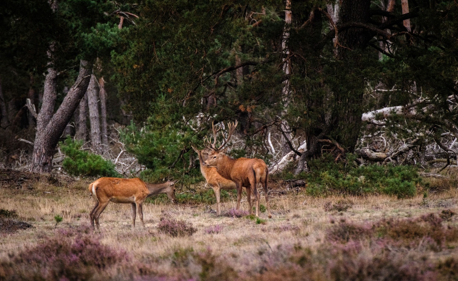 Herten op de Veluwe Wilde herten op de Veluwe